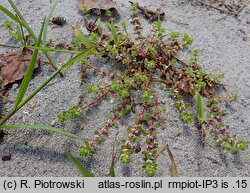 Illecebrum verticillatum (goździeniec okółkowy)