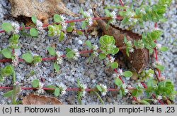 Illecebrum verticillatum (goździeniec okółkowy)