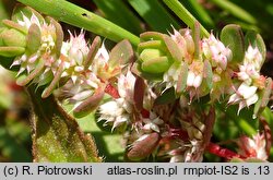 Illecebrum verticillatum (goździeniec okółkowy)