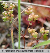 Radiola linoides (lenek stoziarn)