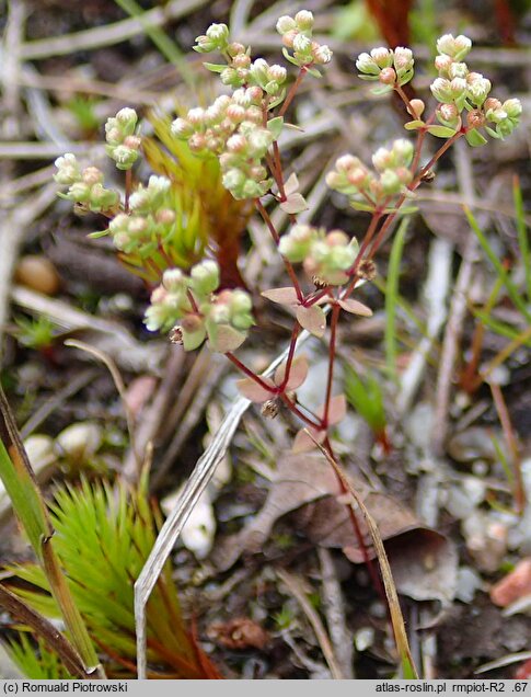 Radiola linoides (lenek stoziarn)
