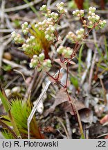 Radiola linoides (lenek stoziarn)