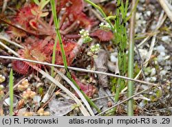 Radiola linoides (lenek stoziarn)