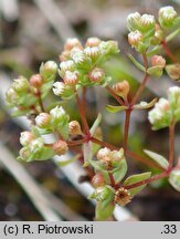 Radiola linoides (lenek stoziarn)