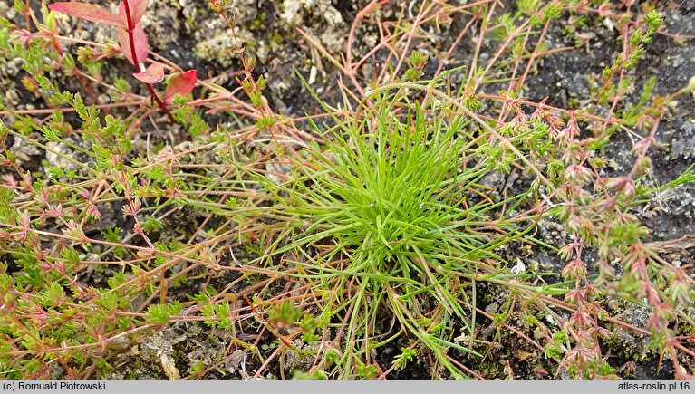 Sagina nodosa (karmnik kolankowaty)