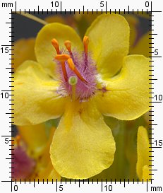 dziewanna pospolita (Verbascum nigrum)