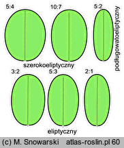 kształt liścia