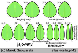 kształt liścia