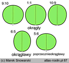 kształt liścia