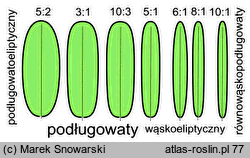 kształt liścia