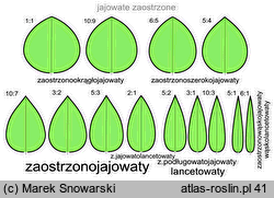 kształt liścia