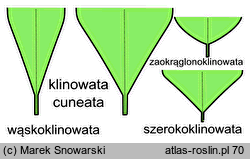 kształt liścia