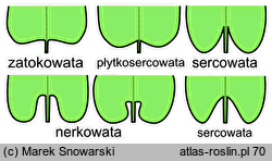 kształt liścia