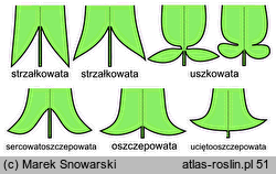 kształt liścia