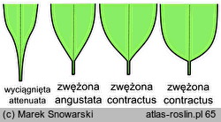 kształt liścia