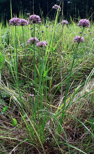 Allium angulosum