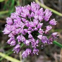 Allium angulosum