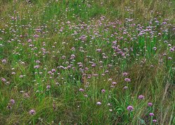 Allium angulosum