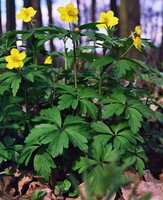 Anamone ranunculoides