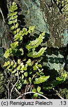 Asplenium adulterinum (zanokcica serpentynowa)