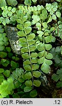 Asplenium adulterinum (zanokcica serpentynowa)