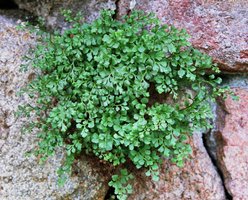 Asplenium ruta-muraria