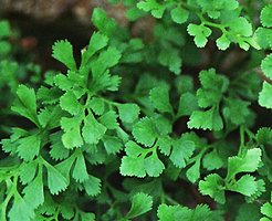 Asplenium ruta-muraria