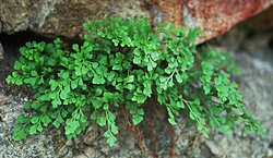 Asplenium ruta-muraria