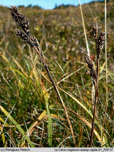 Carex bigelowii ssp. rigida (turzyca tęga mocna)