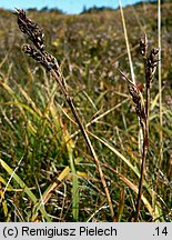 Carex bigelowii ssp. rigida (turzyca tęga mocna)