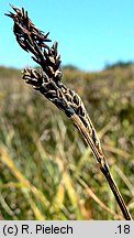 Carex bigelowii ssp. rigida (turzyca tęga mocna)