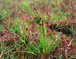 Carex bohemica