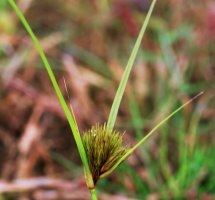 Carex bohemica