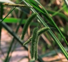 Carex pseudocyperus