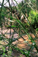 Carex pseudocyperus