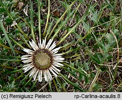 Carlina acaulis (dziewięćsił bezłodygowy)