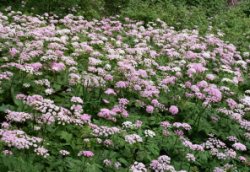 Chaerophyllum hirsutum