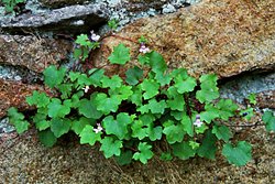 Cymbalaria muralis