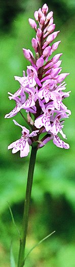 Dactylorhiza fuchsii (kukułka Fuchsa)