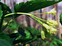 Dentaria enneaphyllos (żywiec dziewięciolistny)