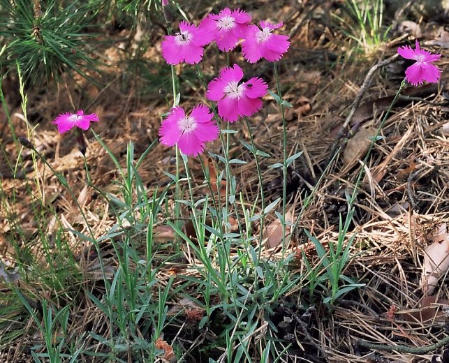 Dianthus gratianopolitanus