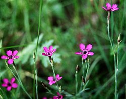 Dianthus deltoides (goździk kropkowany)