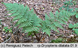 Dryopteris dilatata (nerecznica szerokolistna (s. str.))