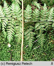 Dryopteris dilatata (nerecznica szerokolistna (s. str.))