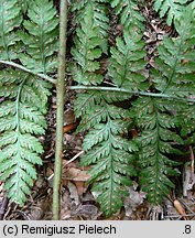 Dryopteris dilatata (nerecznica szerokolistna (s. str.))