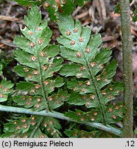 Dryopteris dilatata s.str. (nerecznica szerokolistna s.str.)