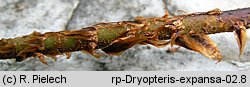 Dryopteris expansa