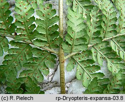 Dryopteris dilatata s.str. (nerecznica szerokolistna s.str.)