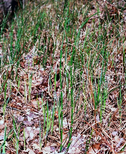 Equisetum hyemale
