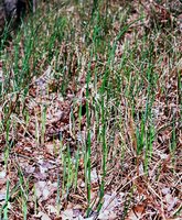 Equisetum hyemale